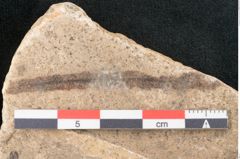Foto (Detailansicht) von Sequoia tournalii Brongn. (NHMW-GEO-2024-0188-7935a)